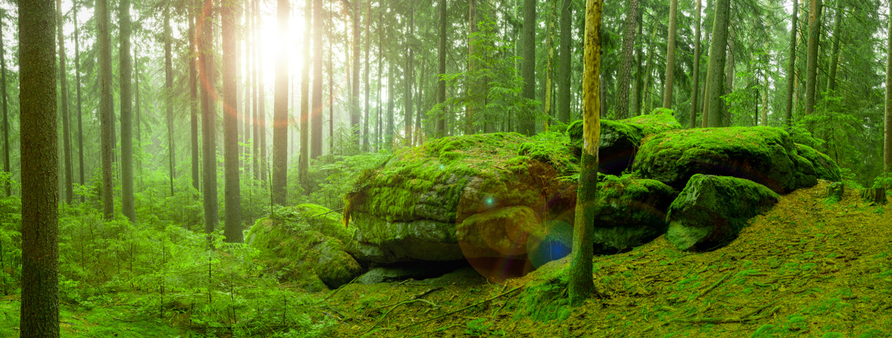 Waldlandschaft fichtelgebirge